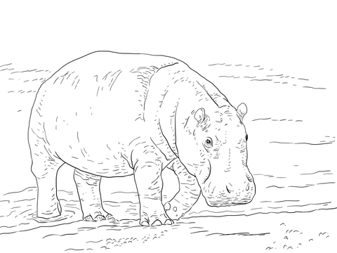 Pygmy Hippopotamus Coloring Page